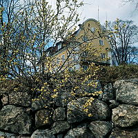 Blommande sälg vid Blockhusudden. I bakgrunden Stora Sjötullen.
