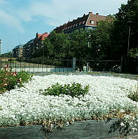 Plantering med silverarv på södra terrassen framför Stadsbiblioteket. Vy åt norr.