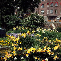 Dagliljor och andra blommor i Borgarskolans park (nuv. Ellen Keys Park).