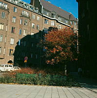 Höstlövat hagtornsträd med bär, sett från Karlavägen mot Östermalmsgatans början.