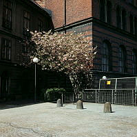 Blommande träd vid Hessensteinska palatsets norra fasad, Arkivgatan 1.