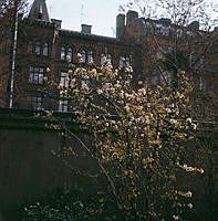Blommande träd på södra delen av terrassen framför Stadsbiblioteket. Vy mot delar av fasaderna på Sveavägen 108-110