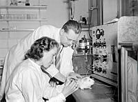 Experiment på marsvin utförs på Radiofysiska institutionen på Karolinska sjukhuset. Laborator Arne Forsberg.