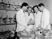 Cellforskningsinstitutet. Cellforskare med en burk tumörbärande möss. Fr.v. dr. G. Klein, dr. K.G. Thorsson, dr. G. Moberger och professor T. Caspersson.