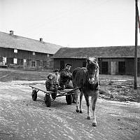 Ågesta Gård. Godsarrendatorn Bo Krusenstierna med barnen Fredrik och Julie och hästen Laila lämnar gården för utflykt mot berget där Atomverket ska byggas.