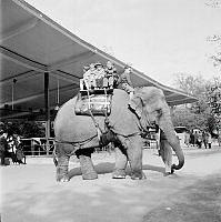 Skansen. Några barn rider på en elefant.