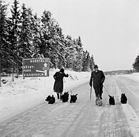 Norrtäljevägen. Den aktuella biten av den nya motorvägen, Danderyds kyrka - Ullna ska i dagarna tas i bruk. Major Gustaf Adolf och Birgit Westerström rastar sina hundar på vägen en sista gång.