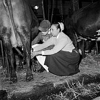 Hamra gård (Separators försöksgård). I egenskap av lantbrukare och spekulant på mjölkningsmaskiner besökte Joséphine Baker (varietéartist) gården.