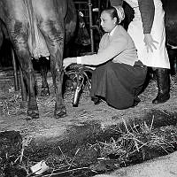 Hamra gård (Separators försöksgård). I egenskap av lantbrukare och spekulant på mjölkningsmaskiner besökte Joséphine Baker (varietéartist) gården.
