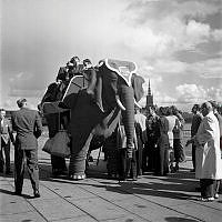 Stadshusparken. En robotelefanten Bensina, inköpt från England av ungdomsråden i flera församlingar, som ska vandra runt med passagerare genom Stockholms parker. En krona kostade turen.