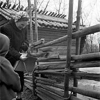 Skansen. En ekorre hoppar ner i en kvinnas handväska.