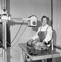 Veterinär Ingrid Söderman röntgar en hund.