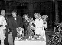 Stallmästaregården, Cirkus Zoo. Tigerungar döps som resultat av namngivningstävling. Till höger Sonja Wigert och Mari-Ann Löfgren med varsin tigerunge.