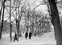 Kungsträdgården, västra allén mot söder. Lampor hängs upp med hjälp av stegar på hjul inför firandet av Stockholms 700-års jubileum.