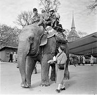 Skansen. Besökare rider på elefanten Bambina, framtill sitter djurskötaren Sven Borg. Kvinna med påse matar elefanten. Sista året för elefantridning på Skansen. I bakgrunden t. h. Hällestadsstapeln.