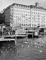 Södra Blasieholmshamnen, nu Strömkajen. Sjöfåglar på Norrström i förgrunden, Grand Hotel i bakgrunden.