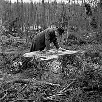 Ugglevikskärret. Dr Sten Selander visar på onödig och okunnig huggning av granar på norra Djurgården.