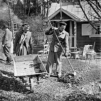 Vårstädning på droskägare Axel Grevillius (t.v.) koloniträdgård. Dottern Brita drar en skottkärra och hennes man Åke Nordin (t.h.) krattar löv.