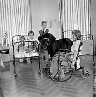 Polhemsgatan 30. Stockholms ponnyklubb besökte Kronprinsessan Lovisas Barnsjukhus. Jonas Ugander och ponnyn Jonny besökte patienterna Mona Romell, Elsie Gustafsson och (i rullstol) Kerstin Sjölin.