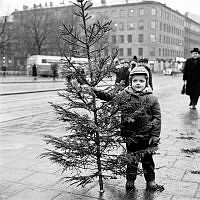 Julgransförsäljning. Yngst i Norra Bantorgets grankommers var fyraårige Lasse Englund som bistod sin far med julgransförsäljningen. I fonden Tunnelgatan och kvarteret Lagern.