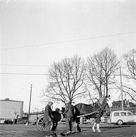 En arbetshäst med vagn. Gatuarbete; två män skottar jord i vagnen.