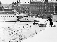 Fågelmatning vid Nybroviken. Ångbåten Norrtälje vid kajen.