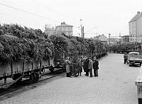 Stockholms södra godsstation. Stockholms julgranar har anlänt med 25 vagnar med 1000-1500 granar i varje. Bakom granarna syns numera rivna SJ-bostäder på Timmermansgatan. Till höger Fatbursgatan 18A.