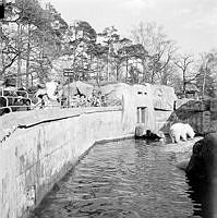 Isbjörn på Skansen.