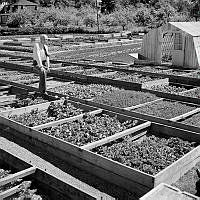 Trädgårdsdirektör Sven Green på Experimentalfältets planteringar av diverse plantor.