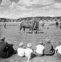 Solvalla. Hästens dag. En kallblodshäst visas för hand.