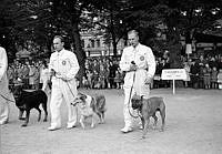 Kungsträdgården. Hunduppvisning. F.v. en rottweiler, en collie och en boxer.