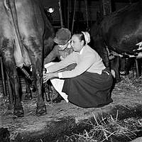 Hamra gård (Separators försöksgård). I egenskap av lantbrukare och spekulant på mjölkningsmaskiner besökte Joséphine Baker (varietéartist) gården.