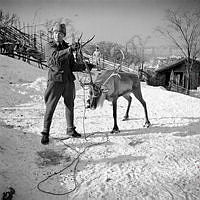 Skansen. Skogsrenar från Jokkmokk installeras.