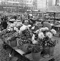 Hötorget, blomförsäljning, chrysanthemum.