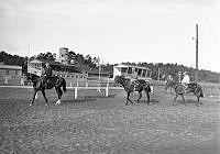 Ulriksdals kapplöpningsbana. Hästar och ryttare tränar inför 