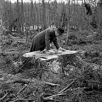 Ugglevikskärret. Dr Sten Selander visar på onödig och okunnig huggning av granar på norra Djurgården.