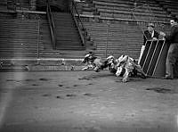 Hundkapplöpning på Stadion.