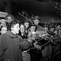 Birger Jarlsgatan 18. Fågelutställning i Ostermans marmorhallar.