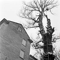 Klätterträd i stadsmiljö. En ung man har klättrat upp till toppen.