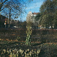 Kungsljus i Borgarskolans skolträdgård. Vy i riktning mot Jarlaplan.
