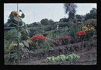 Blommande rabatter bl.a. solrosor och trädgårdsland i Tantolunden. Koloniområde.